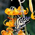 Butterfly on Lily